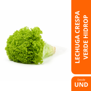lechuga crespa hidro 500g