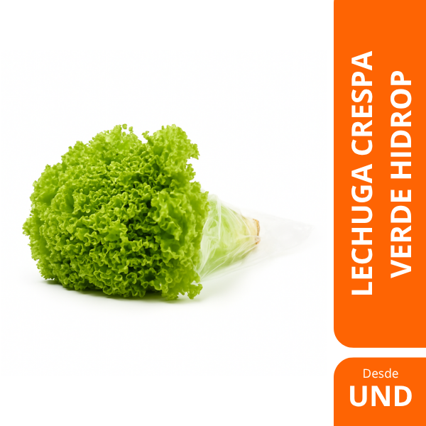 lechuga crespa hidro 500g lechuga crespa hidro 500g